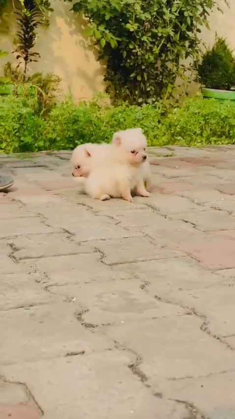 Dachshund Puppy | Brown, farm video