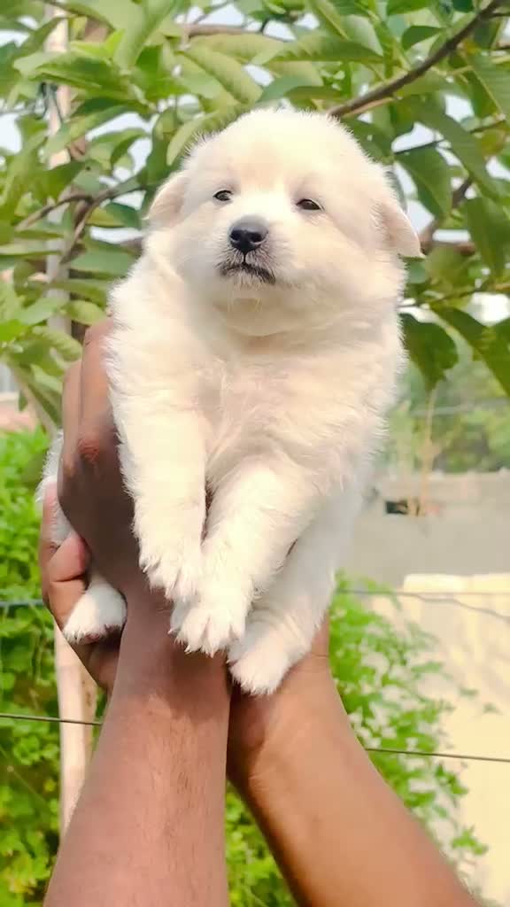 Pomeranian Puppy, farm video