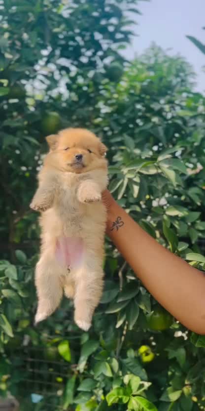 Culture Toy Pom Puppy | Black, farm video