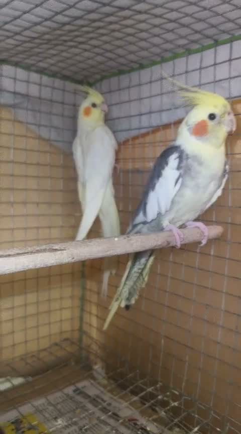 Cockatiel, farm video
