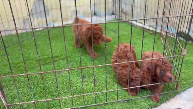 Standard Poodle Puppy | White, farm video