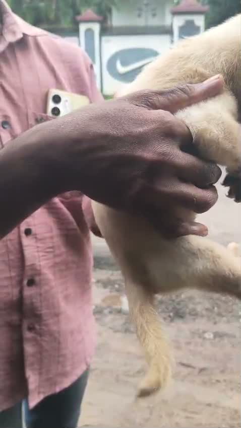 Beagle Black & Tan Puppy, farm video