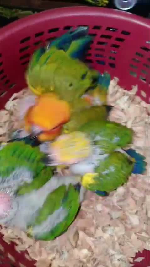 Small Cheek Conure, farm video
