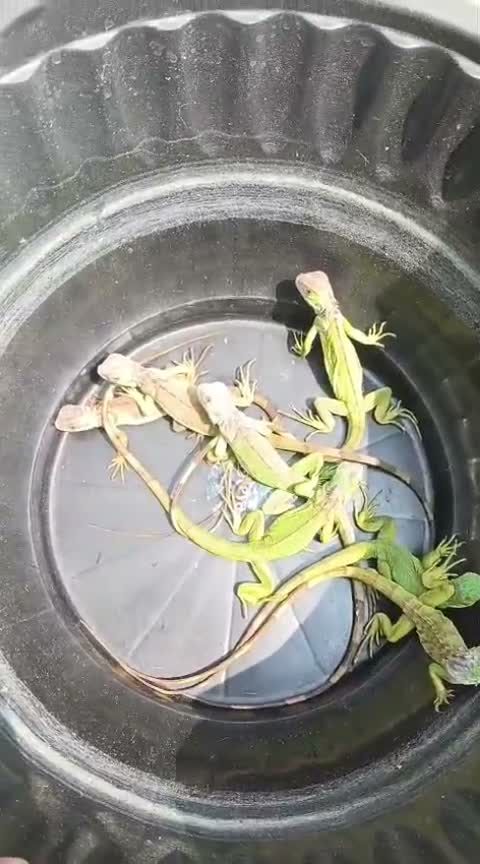 Iguana, farm video