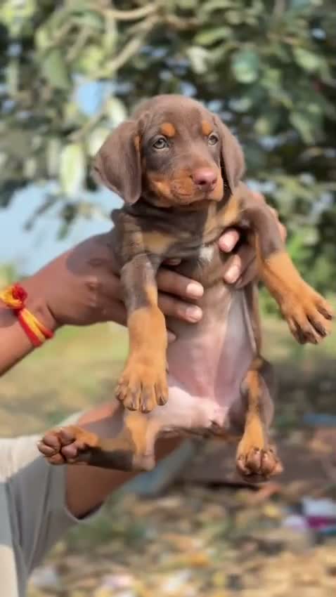 Dachshund Puppy | Brown, farm video