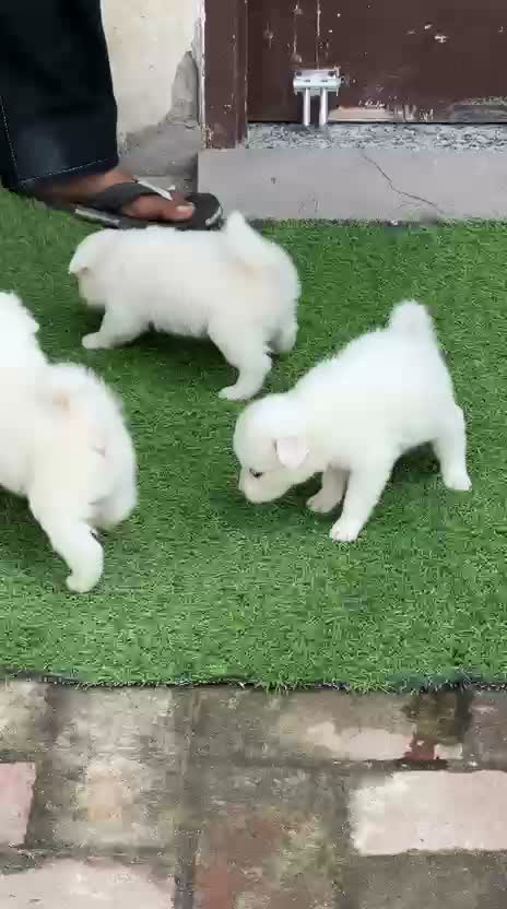 Pomeranian Puppy, farm video