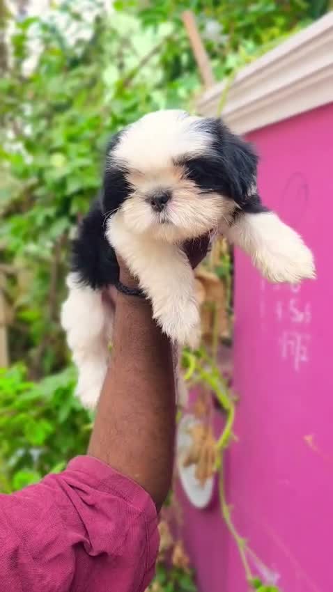 Shih Tzu | Black Color, farm video