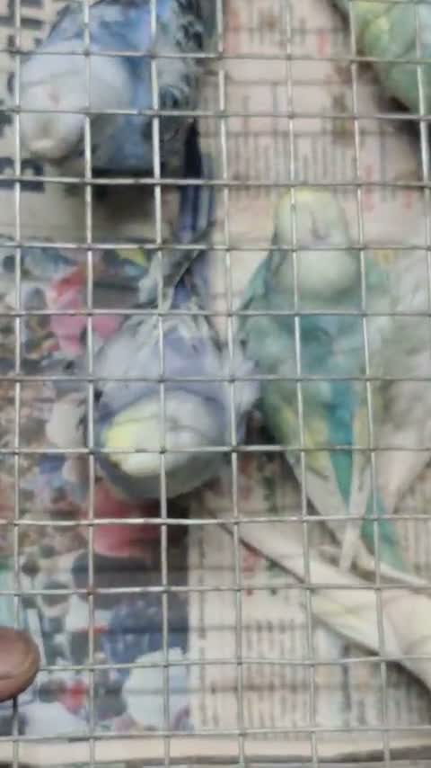 Hogoromo Budgies, farm video