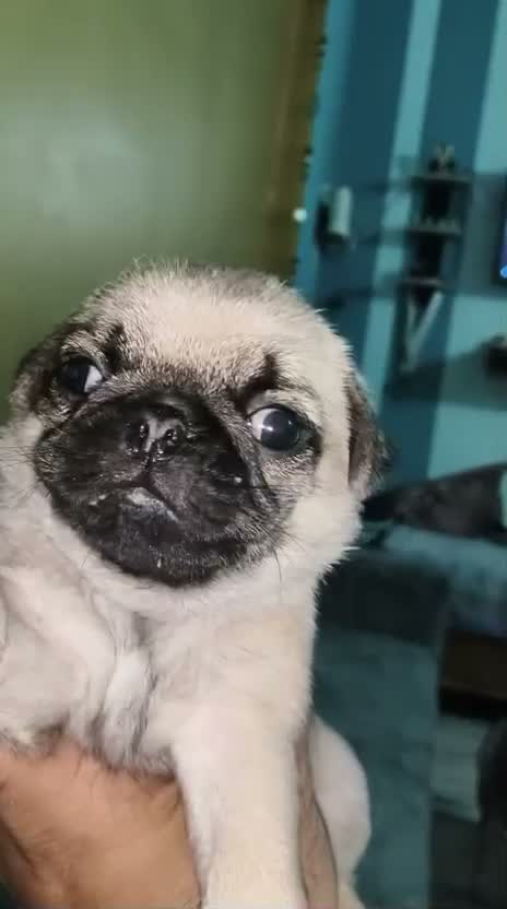Pug Puppy, farm video