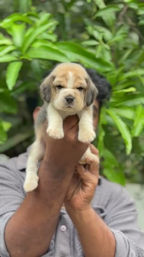 Beagle Black & Tan Puppy, farm video