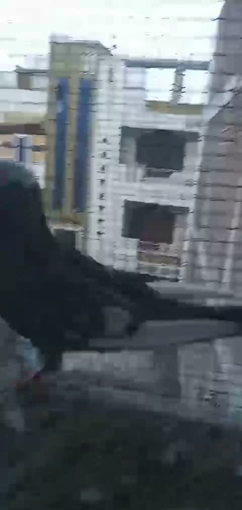 Highflyer Pigeon, farm video