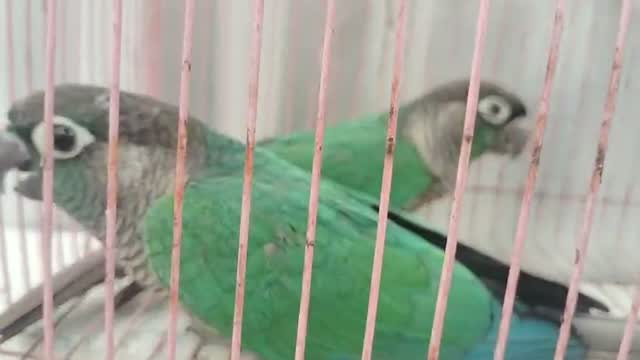 Pineapple Headed Conure, farm video