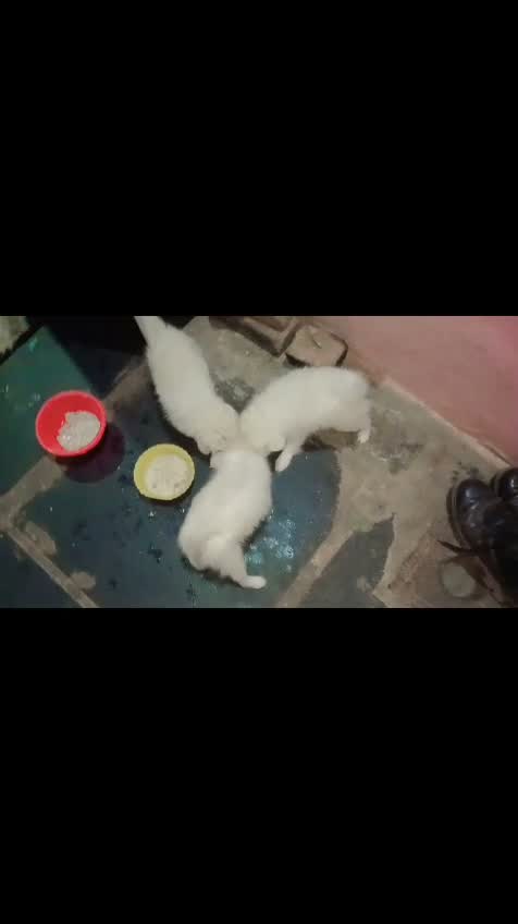 Pomeranian Puppy, farm video