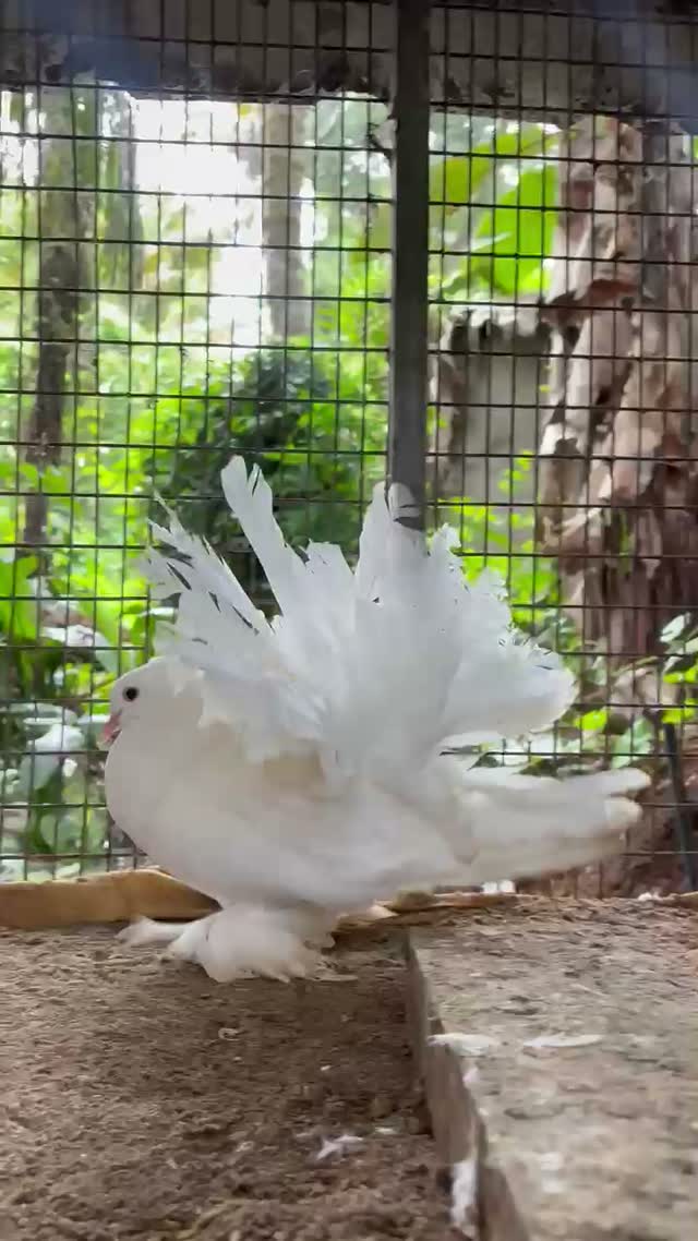 Highflyer Pigeon, farm video