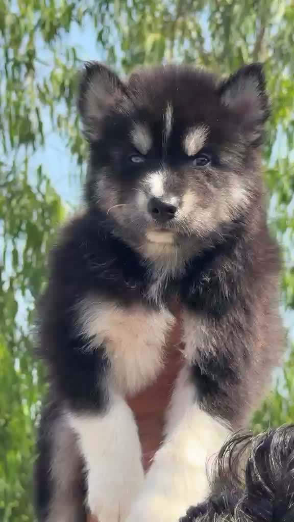 Siberian Husky Puppy | Black & White Color, farm video