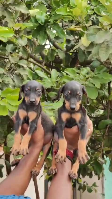 Doberman Pinscher Puppy, farm video