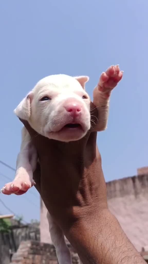 Bull Terrier Puppy, farm video