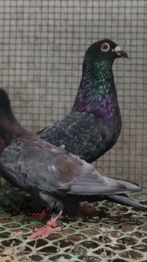 Highflyer Pigeon, farm video