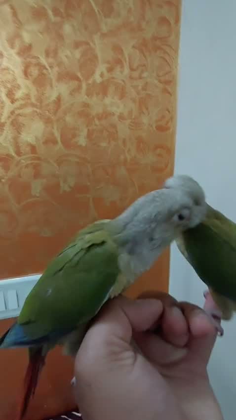 Small Cheek Conure, farm video