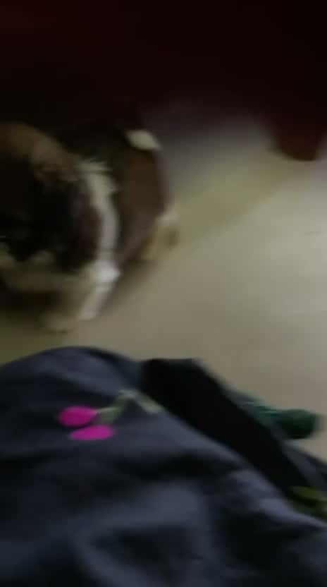 Shih Tzu | Black Color, farm video