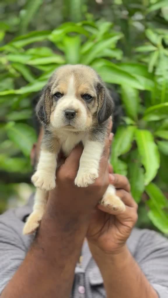 Beagle Black & Tan Puppy, farm video