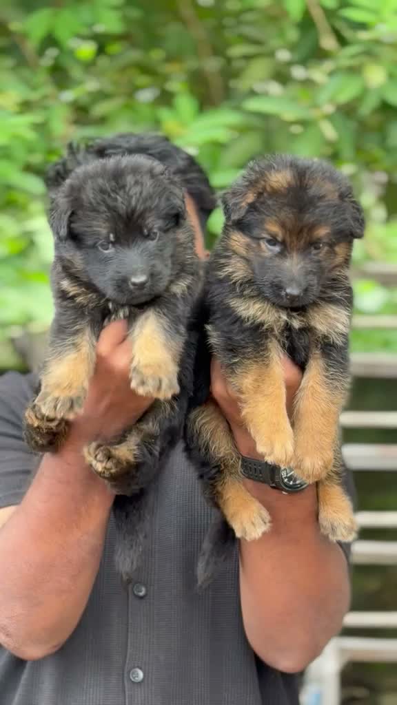 German Shepherd Puppy, farm video