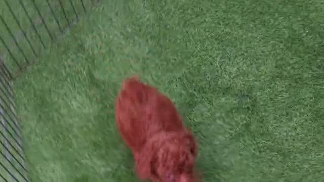 Standard Poodle Puppy | White, farm video