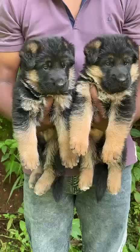 German Shepherd Puppy, farm video