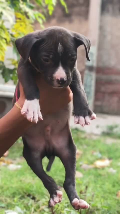 Pitbull Terrier Puppy, farm video