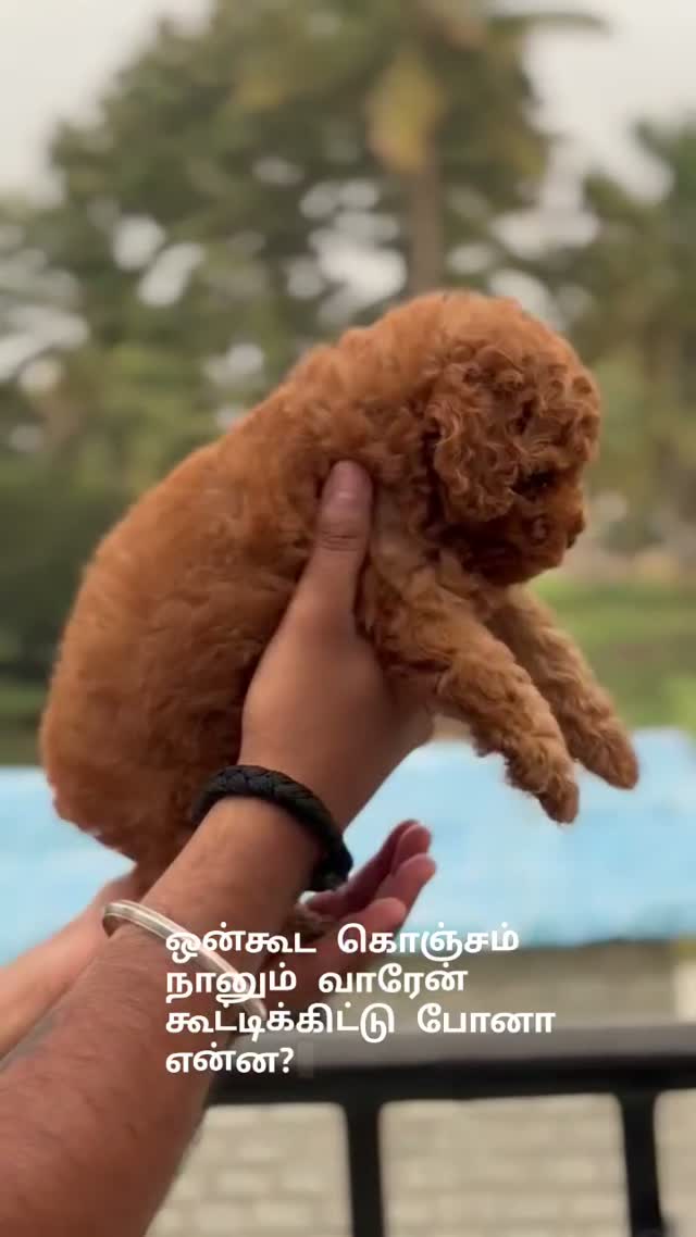 Standard Poodle Puppy | White, farm video