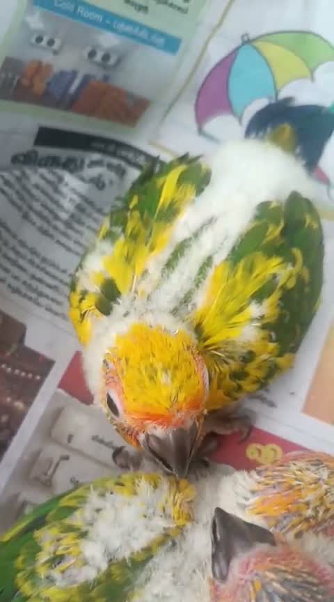 Small Cheek Conure, farm video