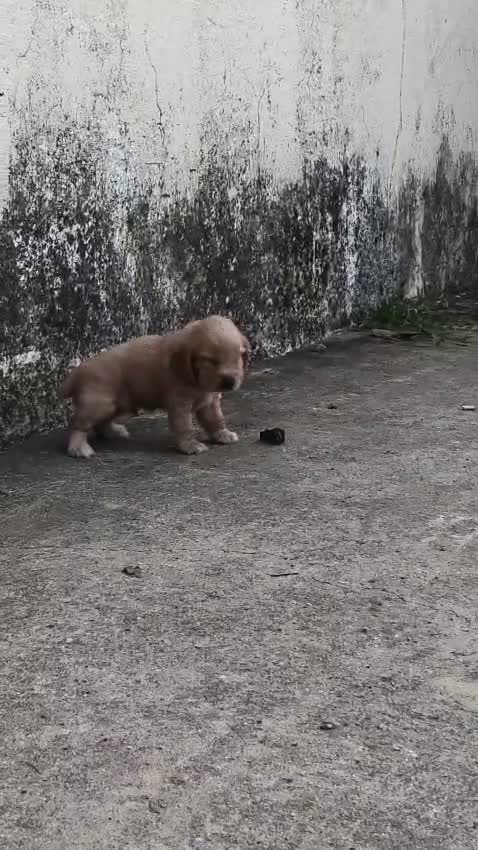 Cocker Spaniel Puppy, farm video