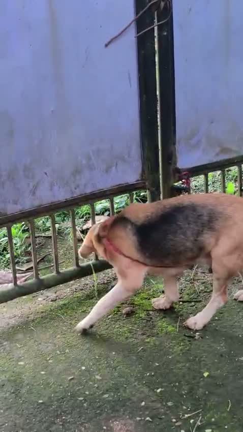 Beagle Black & Tan Puppy, farm video