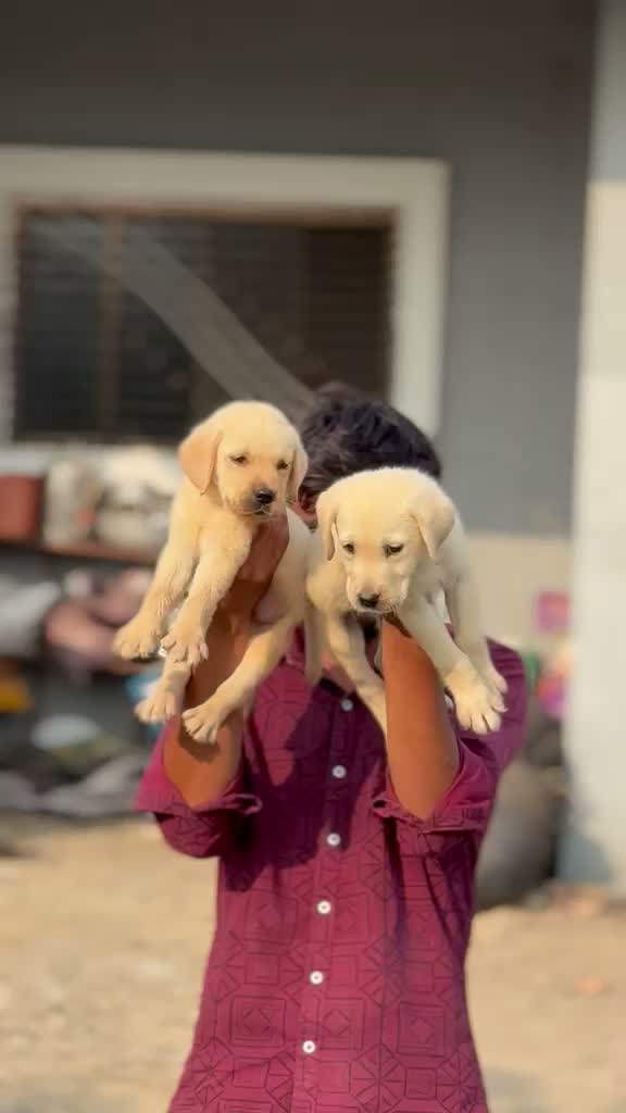 Beagle Black & Tan Puppy, farm video
