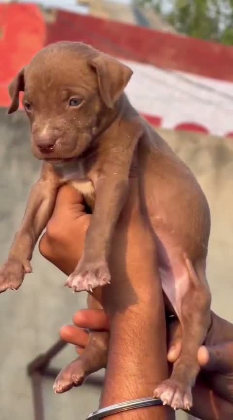Pitbull Terrier Puppy, farm video