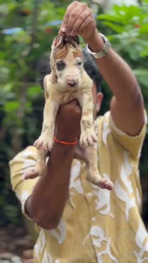 Great Dane Puppy, farm video