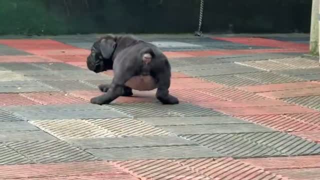 Cane Corso Puppy | Blue, farm video