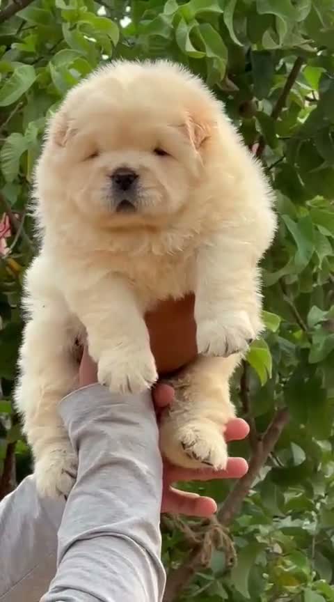 Persian, farm video