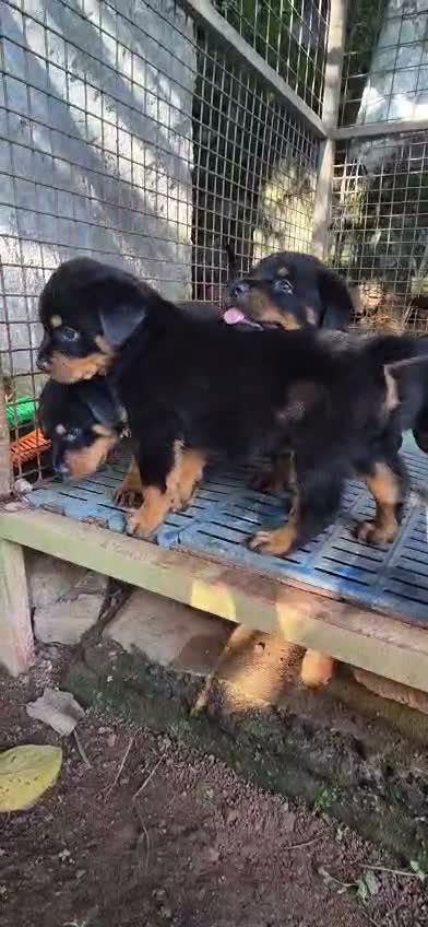 Rottweiler Puppy, farm video