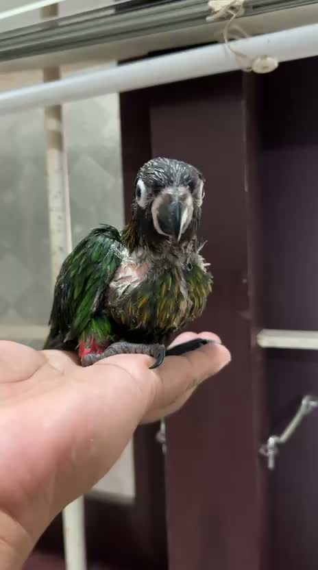 Chattering Lorikeet, farm video
