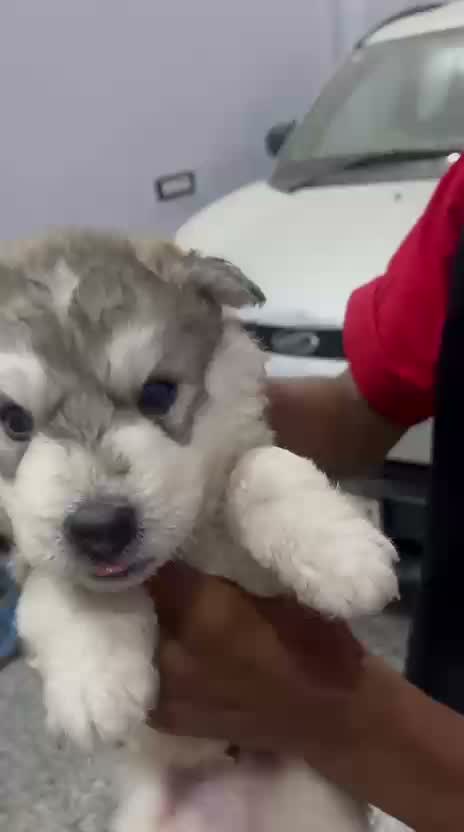 Siberian Husky Puppy | Black & White Color, farm video