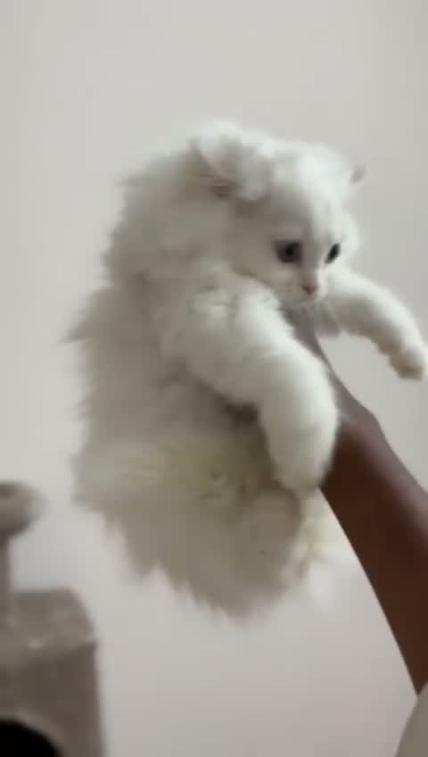Persian, farm video