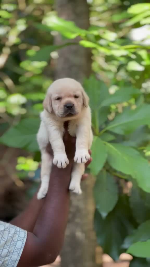 Beagle Black & Tan Puppy, farm video
