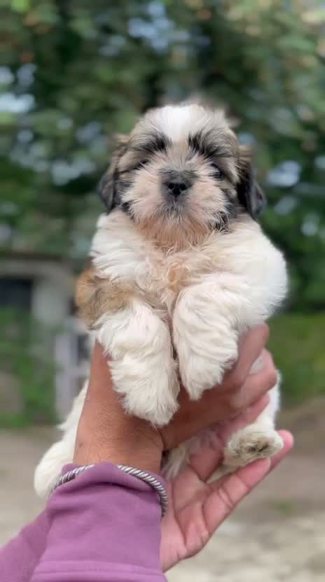 Shih Tzu | Black Color, farm video