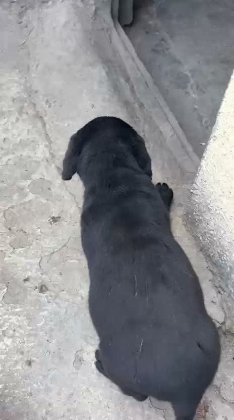 Beagle Black & Tan Puppy, farm video