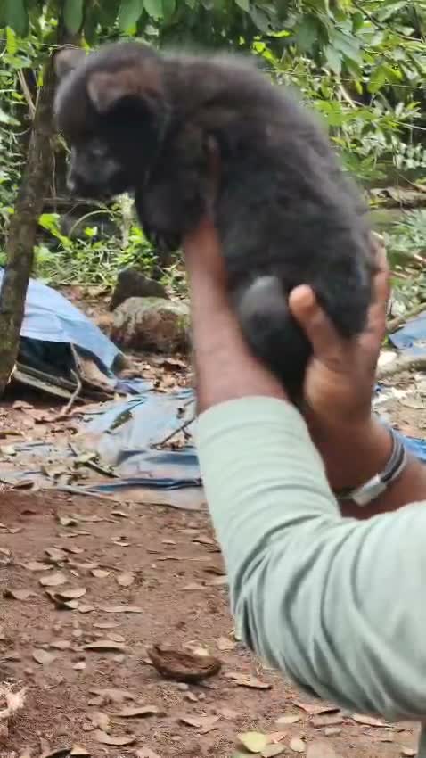 Pomeranian Puppy, farm video