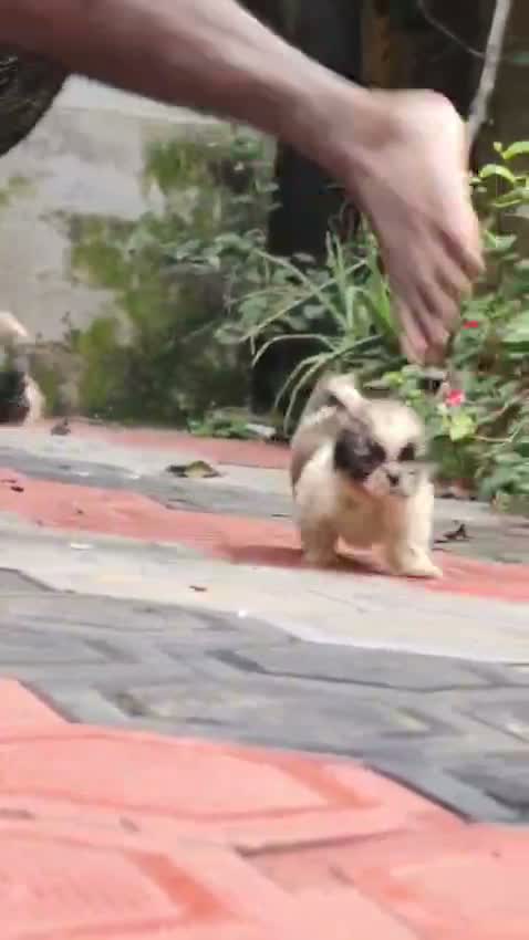 Shih Tzu | Black Color, farm video