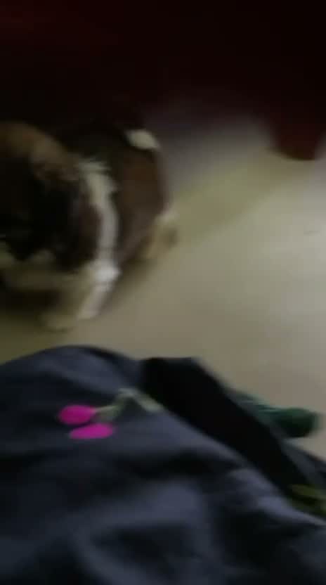 Shih Tzu | Black Color, farm video