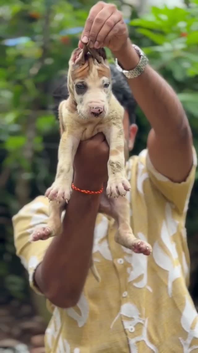 Great Dane Puppy, farm video