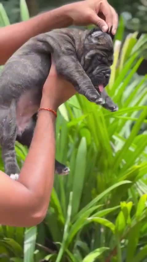 Cane Corso Puppy | Brindle, farm video
